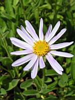 Aster Alpinus (fam. Asteracees)(rg arctiques et alpes) (01) (Photo F. Mrugala)